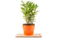 Small laurel tree in flower pot Royalty Free Stock Photo