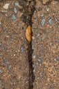 Small leaf washed into a crack