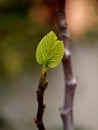 Small leaf of fig tree on branch Royalty Free Stock Photo