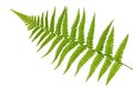 Small leaf of green forest fern plant isolated