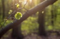 A small leaf illuminated by the rays of the sun Royalty Free Stock Photo