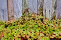 Small Leaf Succulent Plant Growing Near Old Wood fence Royalty Free Stock Photo