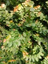 small leaf wall vines, looks full of green Royalty Free Stock Photo