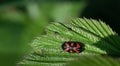 A small leafhopper Cercopidae sits on a green leaf in nature. Their red color glows with the black dots and warns of predators