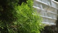 small leafy green leaves on the side of the road