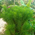 small leafy green plant