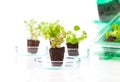 Small leafy plant Royalty Free Stock Photo