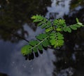 small leafy plant on the water Royalty Free Stock Photo