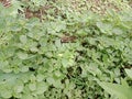 Small leafy yard green spinach vegetable plant