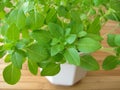 Small-leaved basil