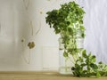 Small leaved basil Balkon Star in a glass jar