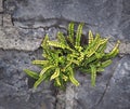 Small Leaved Fern With Grey Stone Wall