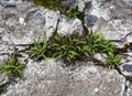 Small Leaved Fern With Grey Stone Wall