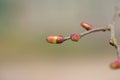 Small-leaved lime or small-leaved linden Tilia cordata spring bud Royalty Free Stock Photo