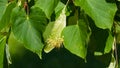 Small-leaved lime or littleleaf linden, Tilia cordata, flowers at end of blossom close-up, selective focus, shallow DOF Royalty Free Stock Photo