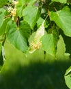 Small-leaved lime or littleleaf linden, Tilia cordata, flowers at end of blossom close-up, selective focus, shallow DOF Royalty Free Stock Photo