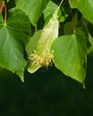 Small-leaved lime or littleleaf linden, Tilia cordata, flowers at end of blossom close-up, selective focus, shallow DOF Royalty Free Stock Photo