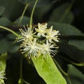 Small-leaved lime or littleleaf linden, Tilia cordata, flowers macro, selective focus, shallow DOF Royalty Free Stock Photo