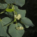 Small-leaved lime or littleleaf linden, Tilia cordata, flowers macro, selective focus, shallow DOF Royalty Free Stock Photo