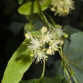 Small-leaved lime or littleleaf linden, Tilia cordata, flowers macro, selective focus, shallow DOF Royalty Free Stock Photo