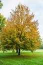 Small-leaved lime, Tilia cordata, in autumn colors Royalty Free Stock Photo