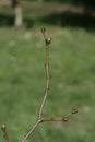 Small-leaved lime, Tilia cordata Royalty Free Stock Photo