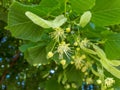 Small-leaved lime Tilia cordata flowers and buds between leaves Royalty Free Stock Photo