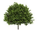 Small-leaved lime tree isolated on white Royalty Free Stock Photo