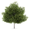Small-leaved lime tree isolated on white