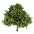 Small-leaved lime tree isolated on white Royalty Free Stock Photo