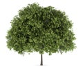 Small-leaved lime tree isolated on white Royalty Free Stock Photo