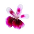 Small-leaved pink pelargonium vector close-up. Purple pink geranium flowers for aromatic oils