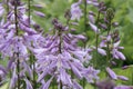 Siebold`s plantain lily Hosta sieboldii, pink flowers