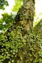 Small-leaved plants growing on a tree trunk, Kyoto, Japan