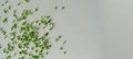 Small leaves of basil microgreen lie on a light gray background, randomly laid out. copy space. Royalty Free Stock Photo