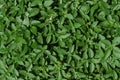 Small leaves of basil plant background texture Royalty Free Stock Photo