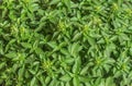 Small leaves of basil plant background texture Royalty Free Stock Photo