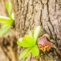 Small Leaves and Flower of Mexican Calabash Tree Royalty Free Stock Photo