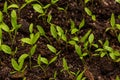 Small leaves of garden parsley, Petroselinum crispum.. Royalty Free Stock Photo