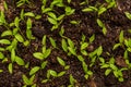 Small leaves of garden parsley, Petroselinum crispum.. Royalty Free Stock Photo