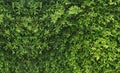 Small leaves green bush tree texture nature background Royalty Free Stock Photo