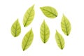 Small Leaves Group of Mok Tree Royalty Free Stock Photo