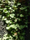 small leaves grow on damp walls