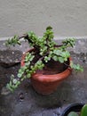 Small leaves jade succulent plant