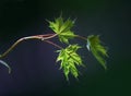 Small leaves of a maple - 1 Royalty Free Stock Photo