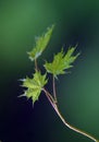 Small leaves of a maple - 2 Royalty Free Stock Photo