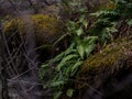 Small leaves of ordinary fern among a green moss in the forest in the spring, pteridium aguillinum, selective focus.