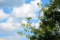 Small leaves of an ornamental shrub against a blue sky with white clouds. Beautiful summer landscape Royalty Free Stock Photo