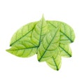 Small Leaves Pile of Mok Tree Royalty Free Stock Photo