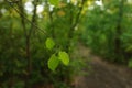 Small leaves on the tree branch in green forest, road in the background in blur Royalty Free Stock Photo
